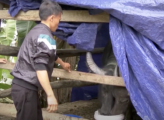 Bà con vùng cao Lào Cai chủ động chăm sóc đàn vật nuôi trước mùa đông giá rét. Ảnh: H.Đ.