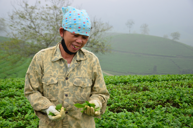 Kiểm tra chất lượng của lá chè. Ảnh: Dương Đình Tường.