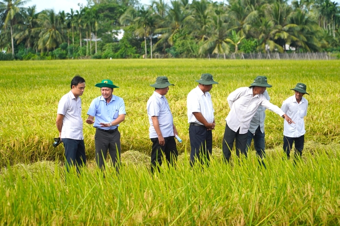 Bộ NN-PTNT đã phối hợp cùng với 12 tỉnh, thành vùng ĐBSCL xây dựng vùng chuyên canh thuộc Đề án 1 triệu ha lúa chất lượng cao. Ảnh: Kim Anh.