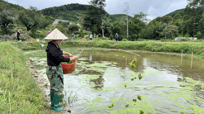 Nhiều ao hồ bỏ hoang được người dân chuyển đổi nuôi ốc bươu đen cho thu nhập hàng trăm triệu đồng. Ảnh: Ánh Nguyệt.