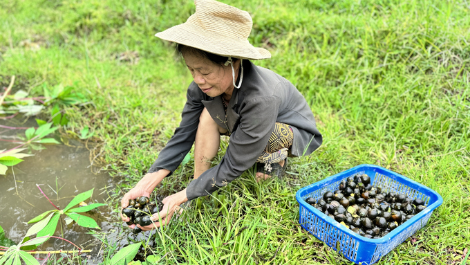 Từ đầu năm 2024 đến nay, gia đình bà An đã xuất bán gần 3 tấn ốc thương phẩm, giá bán từ 70 - 80.000 đồng/kg. Ảnh: Ánh Nguyệt.