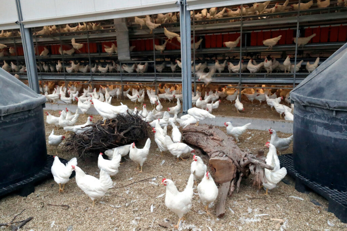 All Kipster eggs come from cage-free hens housed in facilities that provide natural light, outdoor access, and climbing structures. Photo: Bert Jansen.