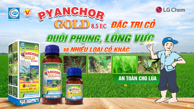 Thuốc trừ cỏ Pyanchor Gold 8.5EC do Công ty CP BVTV Sài Gòn (SPC) độc quyền phân phối trừ hữu hiệu các loại cỏ nhất là đuôi phụng và lồng vực, rất an toàn cho lúa và môi trường. Ảnh: Văn Ngọt.