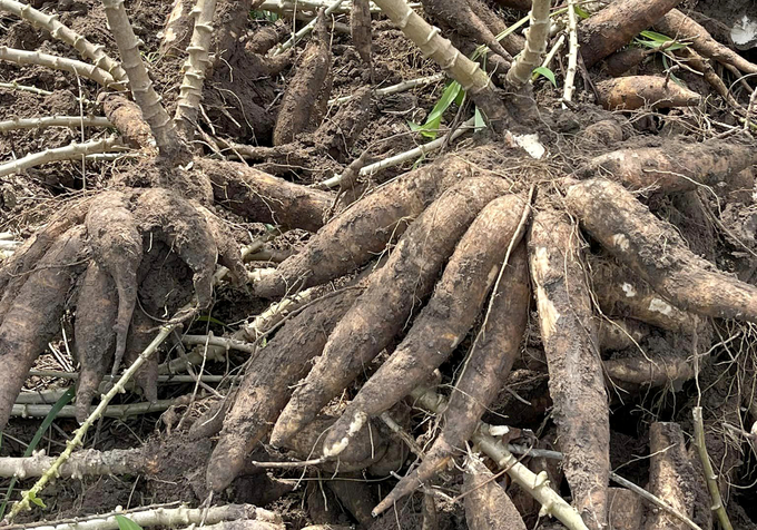 Some factories have reduced the purchase price of raw cassava. Photo: Son Trang.