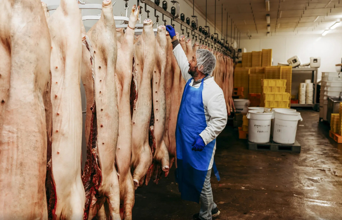 Greg Gunthorp looks at hog carcasses in the processing facility at his farm near LaGrange, Ind., on Oct. 23, 2023. Photo: Chelsi Daley for Investigate Midwest.