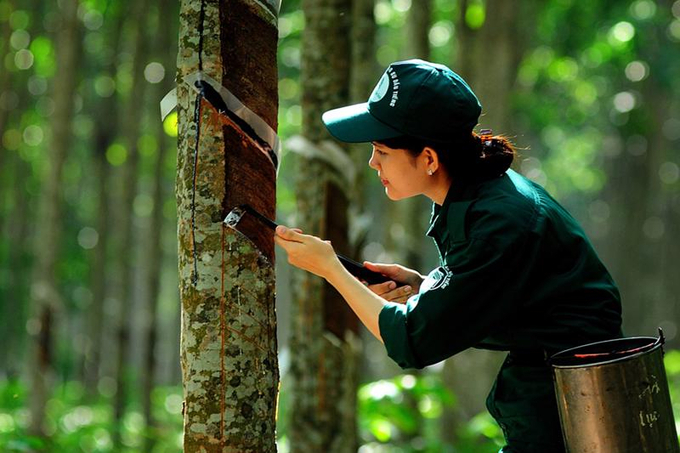 Kim ngạch xuất khẩu cao su nước ta dự báo đạt 3 - 3,5 tỷ USD trong năm 2024. Ảnh: NNVN.