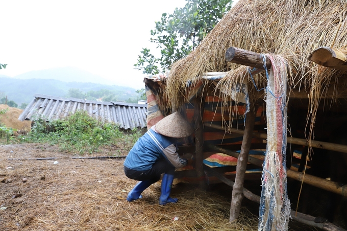 Người dân huyện Bình Liêu, Quảng Ninh chủ động gia cố lại chuồng trại, có hệ thống bạt, rèm che chắn chuồng cho gia súc trước mùa rét 2024 - 2025. Ảnh: Nguyễn Thành.