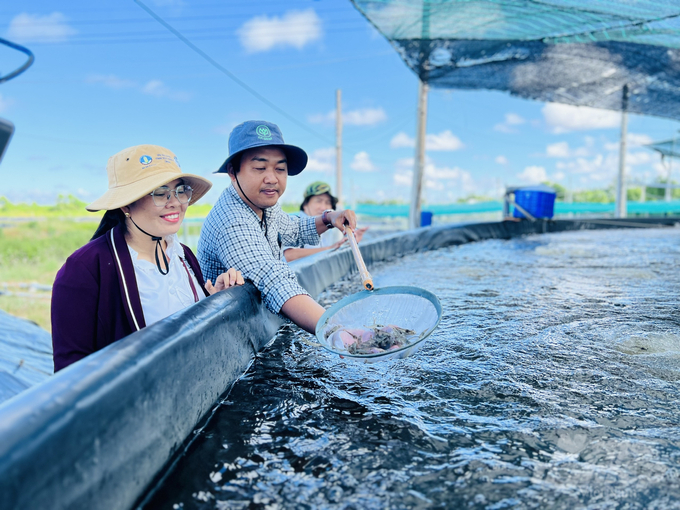 Nearly 320 ha of shrimp ponds in Soc Trang are infected with acute hepatopancreatic necrosis disease (AHPND). Photo: Trong Linh.