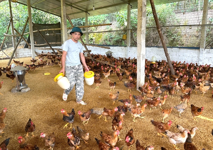 Trang trại chăn nuôi gà sử dụng đệm lót sinh học tại huyện Phú Bình, Thái Nguyên. Ảnh: Phạm Hiếu.