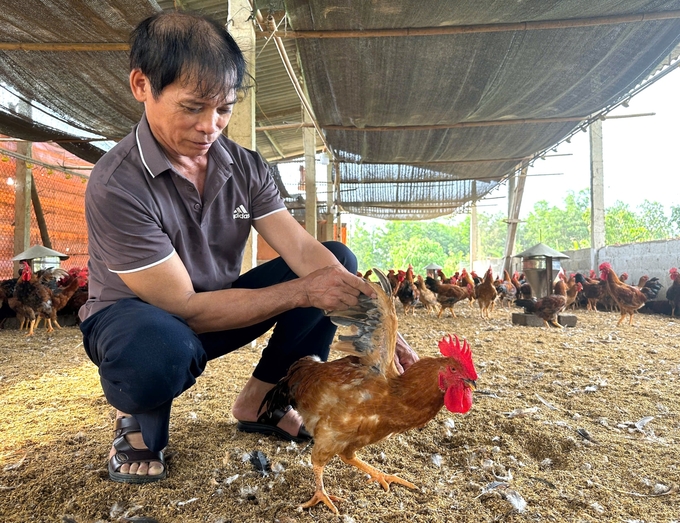 Chăn nuôi theo hướng an toàn sinh học, đàn gia cầm sinh trưởng, phát triển khỏe mạnh hơn. Ảnh: Phạm Hiếu.