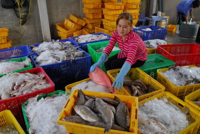 Lead and coordinate with ministries, sectors, and technology companies to continue investing in and upgrading the fisheries management. Photo: Hong Tham.