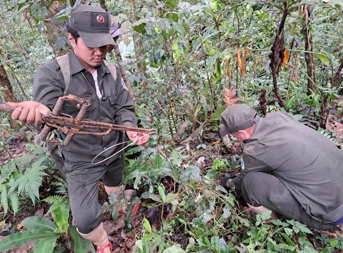 Tháo dỡ bẫy thú rừng, bảo vệ động vật hoang dã. Ảnh: L.M.