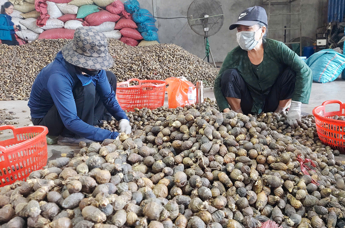 Betel nuts purchased in Cao Nhan commune in recent days. Photo: Dinh Muoi.