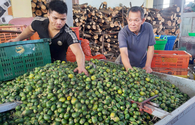 Betel nuts are purchased everywhere and then processed before being exported to China. Photo: Dinh Muoi.