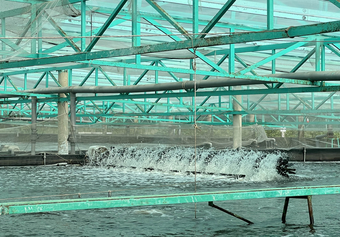 High-tech shrimp farming at Quyet Thang Agricultural Cooperative, Ba Ria - Vung Tau. Photo: Son Trang.