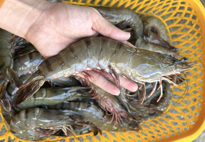 Many farms harvest early to minimize damage, leading to a shortage of large-sized shrimp. Photo: Son Trang.