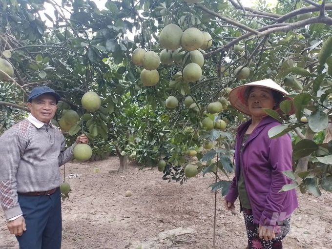 Điẻm mô hình sản xuất bưởi VietGAP ở xã Như Quỳnh, huyện Văn Lâm, Hưng Yên. Ảnh: Hải Tiến.