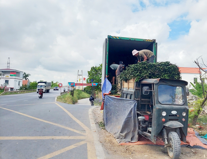 At its peak, the price of imported fresh betel nuts hovered around 50,000–60,000 VND per kilogram, with domestic nuts fetching an even higher rate. Photo: Dinh Muoi.