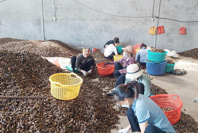 Residents of Cao Nhan have been cultivating areca nuts and exporting them to China since 1988, primarily for the production of areca nut confectionery and desiccated areca nuts. Photo: Dinh Muoi.