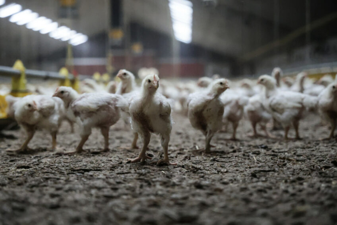 Both production and exports of poultry meat in Europe are anticipated to increase this year. Photo: Marcel Rob.