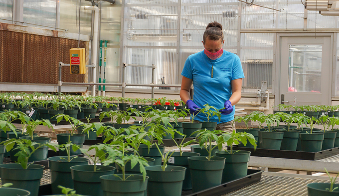 In 2020, plant pathologist Hanareia Ehau-Taumaunu examined tomato leaves for signs of bacterial speck. She repeatedly selected the microbiomes from plants displaying the least amount of disease.