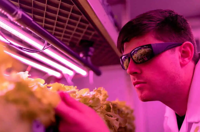 A scientist checks crops grown in an indoor environment. 