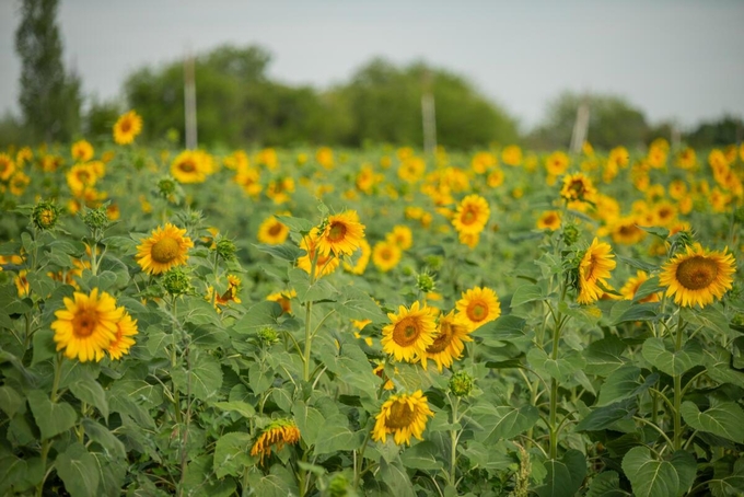 Sunflowers in Azerbaijan.