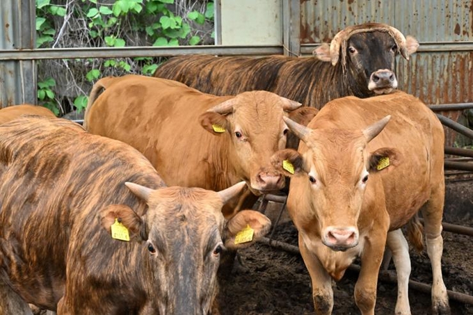 Cattle are seen in a farm in Ulleungdo, June 7, 2023. Photo: Korea Times/Choi Joo-yeon.