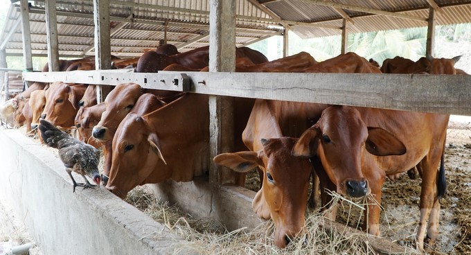 The cow herd of Mr. Tro's family always has around 30 heads, which grow healthily, rarely get sick, and have good productivity. Photo: Le Binh.