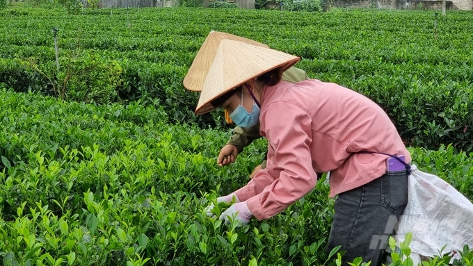 Những năm gần đây, người trồng chè Thái Nguyên đã chuyển mạnh sang sản xuất chè hữu cơ, VietGAP. 