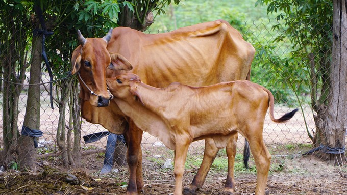 For many years, Tay Ninh has not recorded the lumpy skin disease in cattle herds. Photo: Le Binh.