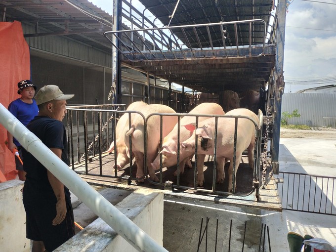 Livestock are safe from dangerous infectious diseases thanks to biosafety farming. Photo: Minh Dam.