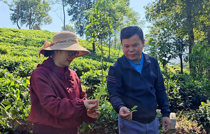 Tea plants can survive in the climate and soil conditions of the highlands, resulting in high productivity and quality. Photo: H.D.