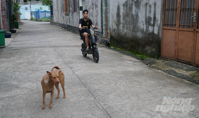 Stray dogs not only increase the risk of rabies but also cause traffic safety and environmental pollution. Photo: Le Binh.