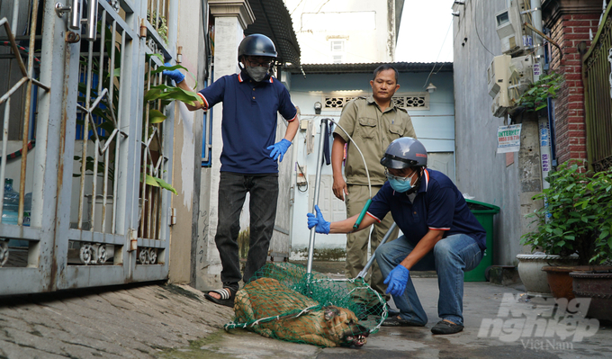 Bien Hoa city plans to deploy teams to catch stray dogs in 30 communes and wards in order to limit this pressing problem. Photo: Le Binh.