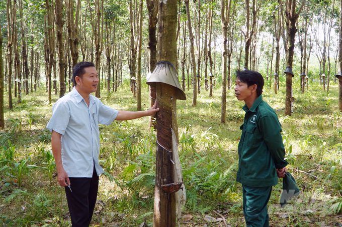 Việc áp dụng cơ giới hóa, khoa học công nghệ vào quá trình chăm sóc, khai thác đã giúp đời sống cán bộ công nhân viên ngày càng được nâng cao. Ảnh: Võ Dũng.