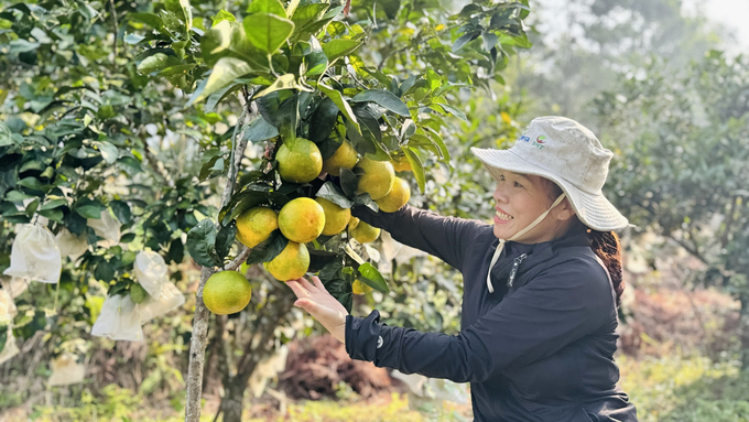 Người trồng cam Vũ Quang phấn khởi thu hoạch vì cam được giá từ đầu vụ. Ảnh: Ánh Nguyệt.