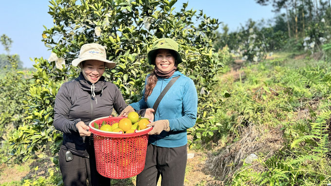 Giá cam năm nay cao hơn các năm trước, hiện giá tại vườn được thương lái mua cao hơn năm ngoái khoảng 5.000 - 10.000 đồng/kg. Ảnh: Ánh Nguyệt.