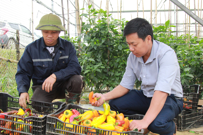 Một mô hình trồng ớt cho thu nhập cao. Ảnh: Thanh Tiến.