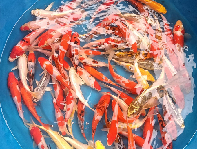 Koi fish are raised by some households to sell to those who fancy the beautiful fish. Photo: H.D.