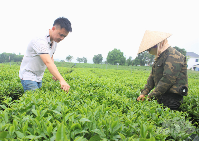 Sản xuất chè theo hướng hữu cơ, an toàn đang ngày càng được nông dân Thái Nguyên chú trọng. 