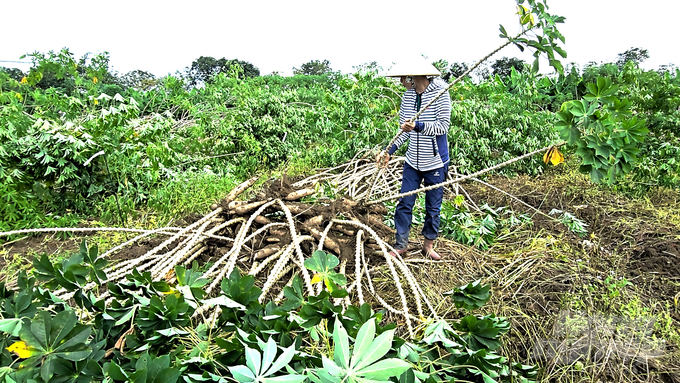 Hiện nay nhu cầu giống sắn kháng thảm lá của nông dân rất cao. Ảnh: Minh Sáng.