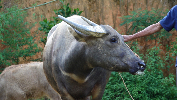 Ha's secret to raising healthy buffalo lies in proactive and preventive disease management. Photo: Quang Linh.