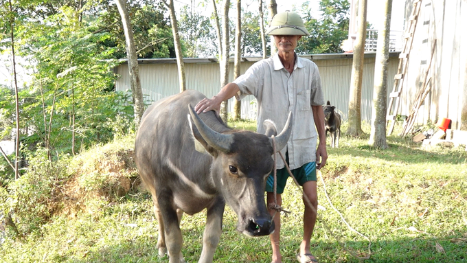 Since its arrival, the breeding buffalo belonging to Nguyen Quang Nghi's family has not contracted any infectious disease. Photo: Quang Linh.