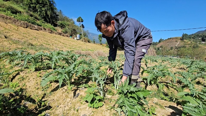 Cây atiso mang lại nguồn thu nhập ổn định cho người dân Sa Pa. Ảnh: H.Đ.