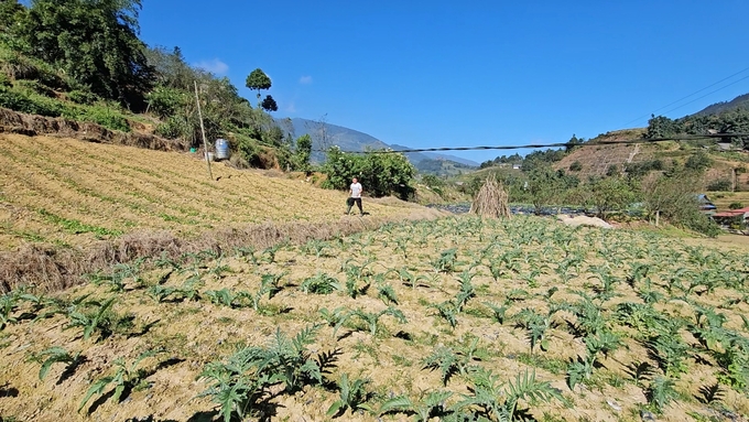 Phường Hàm Rồng (Sa Pa) trước đây là xã Sa Pả có điều kiện khí hậu, lợi thế trồng cây dược liệu. Ảnh: H.Đ.