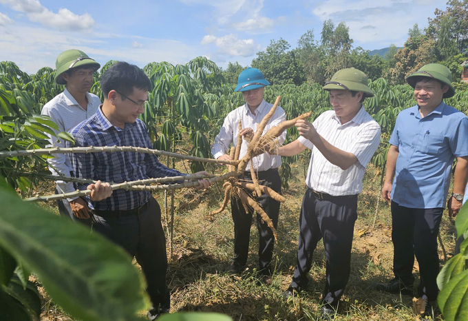 Lãnh đạo Sở NN-PTNT Quảng Bình và huyện Bố Trạch kiểm tra tình hình bệnh khảm lá sắn tại vùng sắn nguyên liệu giống KM94 tại Bố Trạch. Ảnh: T. Đức.