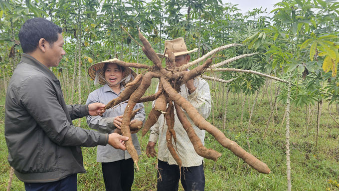 Mô hình giống sắn HN1, HN5 ở huyện Bố Trạch kháng được bệnh khảm lá và cho năng suất cao là hi vọng của nông dân. Ảnh: T. Đức.