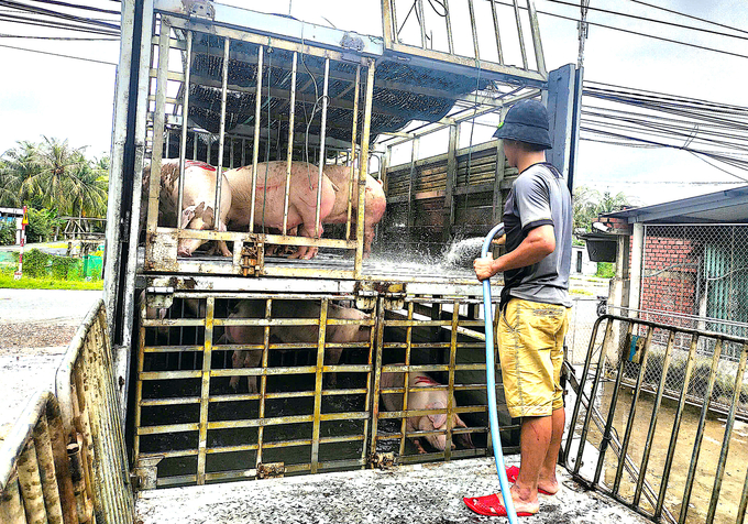 Traders said that the price of pigs in Ben Tre is fluctuating between VND 58,000 - 62,000/kg. Farmers can make a profit with this price range. Photo: Minh Dam.