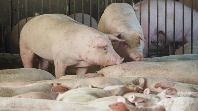 The farm's pig herd is always monitored 24/7 for their health and is guaranteed to be fairly disease-free. Photo: Le Binh.